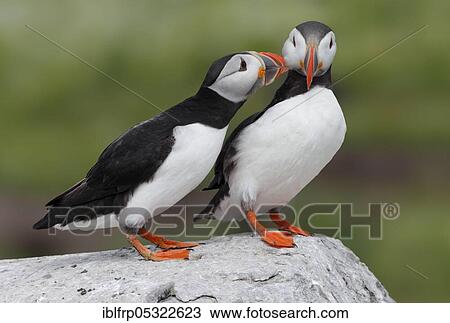 Puffin, Fratercula arctica, Atlantic Puffin View Large Photo Image Stock Image - Puffin, Fratercula arctica, Atlantic Puffin. Fotosearch