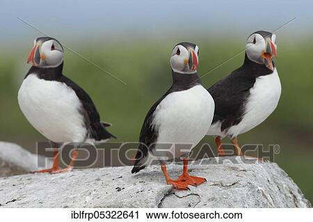 Puffin, Fratercula arctica, Atlantic Puffin View Large Photo Image Stock Image - Puffin, Fratercula arctica, Atlantic Puffin. Fotosearch