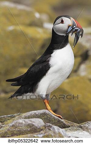 Stock Image - Puffin, Fratercula arctica, Atlantic Puffin. Fotosearch