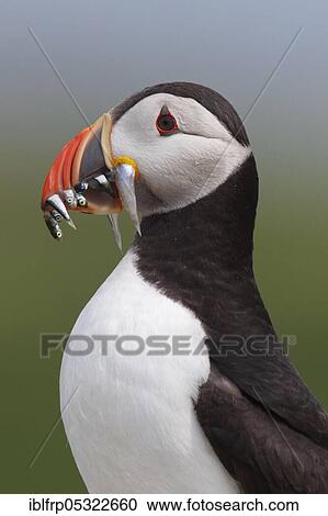 Puffin, Fratercula arctica, Atlantic Puffin View Large Photo Image Stock Image - Puffin, Fratercula arctica, Atlantic Puffin. Fotosearch