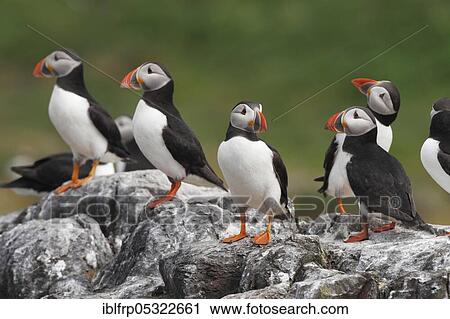 Puffin, Fratercula arctica, Atlantic Puffin View Large Photo Image Stock Image - Puffin, Fratercula arctica, Atlantic Puffin. Fotosearch
