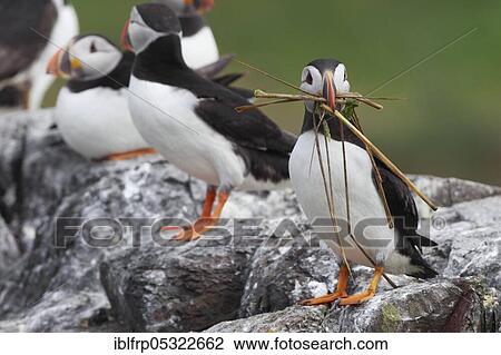 Puffin, Fratercula arctica, Atlantic Puffin View Large Photo Image Stock Image - Puffin, Fratercula arctica, Atlantic Puffin. Fotosearch
