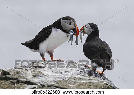 Puffin, Fratercula arctica, Atlantic Puffin View Large Photo Image Stock Image - Puffin, Fratercula arctica, Atlantic Puffin. Fotosearch
