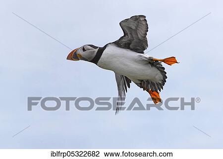 Stock Image - Puffin, Fratercula arctica, Atlantic Puffin. Fotosearch