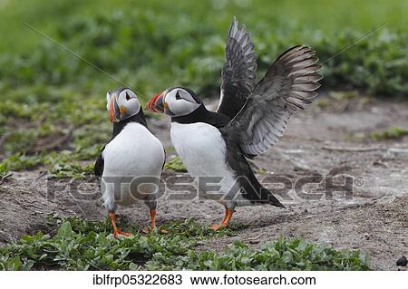 Puffin, Fratercula arctica, Atlantic Puffin View Large Photo Image Stock Image - Puffin, Fratercula arctica, Atlantic Puffin. Fotosearch