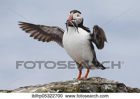 Puffin, Fratercula arctica, Atlantic Puffin View Large Photo Image Stock Image - Puffin, Fratercula arctica, Atlantic Puffin. Fotosearch