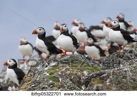 Stock Image - Puffin, Fratercula arctica, Atlantic Puffin. Fotosearch