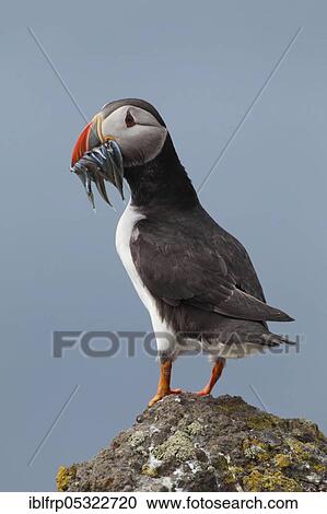 Stock Image - Puffin, Fratercula arctica, Atlantic Puffin. Fotosearch
