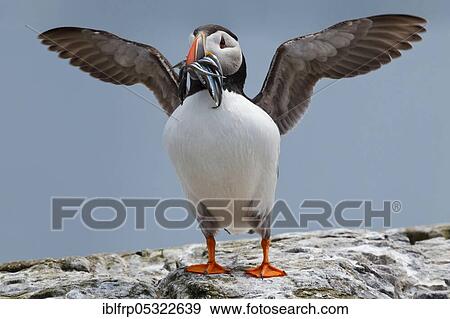 Stock Photo - Puffin, Fratercula arctica, Atlantic Puffin. Fotosearch