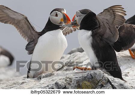 Stock Photo - Puffin, Fratercula arctica, Atlantic Puffin. Fotosearch