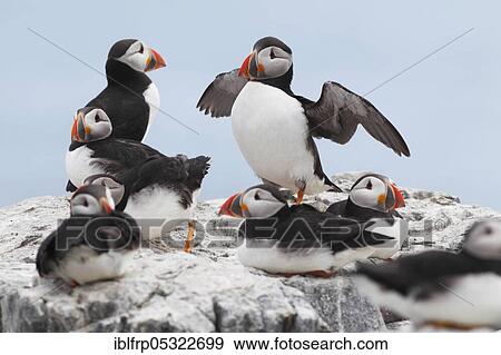 Stock Photo - Puffin, Fratercula arctica, Atlantic Puffin. Fotosearch
