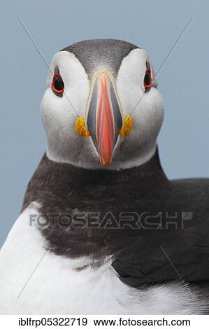 Stock Photo - Puffin, Fratercula arctica, Atlantic Puffin. Fotosearch