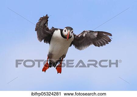 Puffin, Fratercula arctica, Scotland, United Kingdom, Europe View Large Photo Image Stock Image - Puffin, Fratercula arctica, Scotland, United Kingdom, Europe. Fotosearch