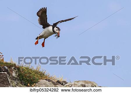 Puffin, Fratercula arctica, Scotland, United Kingdom, Europe View Large Photo Image Stock Image - Puffin, Fratercula arctica, Scotland, United Kingdom, Europe. Fotosearch
