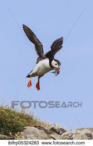 Stock Image - Puffin, Fratercula arctica, Scotland, United Kingdom, Europe. Fotosearch