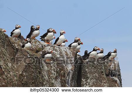 Stock Image - Puffin ( Fratercula arctica) Scotland, Great Britain. Fotosearch
