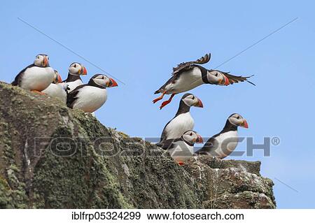 Puffin ( Fratercula arctica) Scotland, Great Britain View Large Photo Image Stock Photo - Puffin ( Fratercula arctica) Scotland, Great Britain. Fotosearch