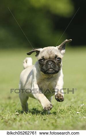 Pug, puppy View Large Photo Image Stock Image - Pug, puppy. Fotosearch