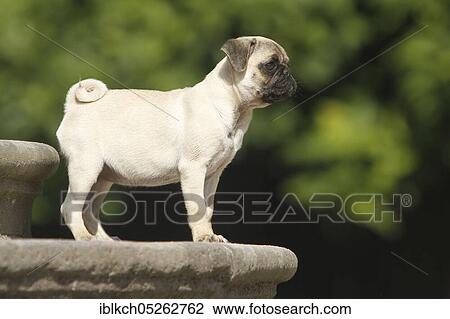 Pug, puppy View Large Photo Image Stock Image - Pug, puppy. Fotosearch