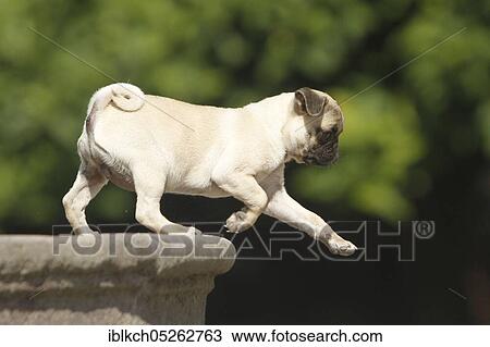 Pug, puppy View Large Photo Image Stock Image - Pug, puppy. Fotosearch
