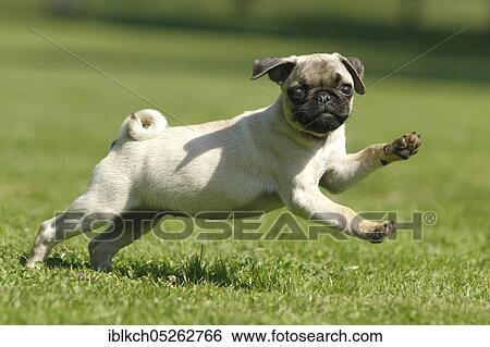 Pug, puppy View Large Photo Image Stock Photograph - Pug, puppy. Fotosearch