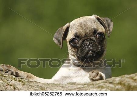 Pug, puppy View Large Photo Image Stock Photography - Pug, puppy. Fotosearch