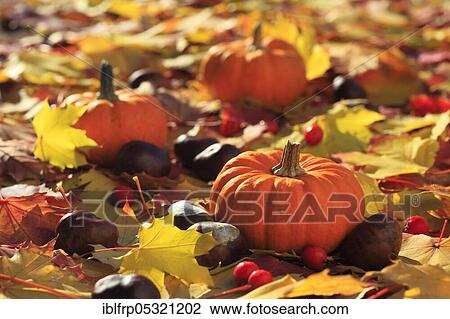 Stock Image - Pumpkin. Fotosearch