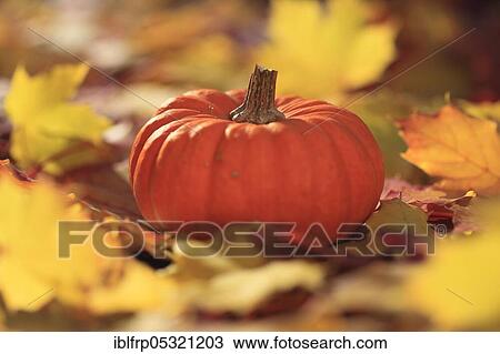 Stock Image - Pumpkin. Fotosearch