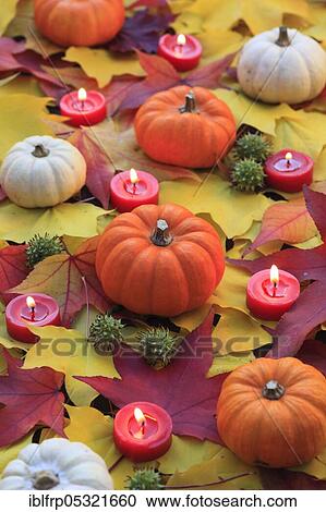 Pumpkins and candles, pumpkin, gourd View Large Photo Image Stock Image - Pumpkins and candles, pumpkin, gourd. Fotosearch