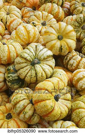 Stock Image - Pumpkins, Switzerland, Europe. Fotosearch
