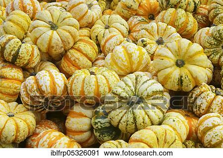 Stock Image - Pumpkins, Switzerland, Europe. Fotosearch