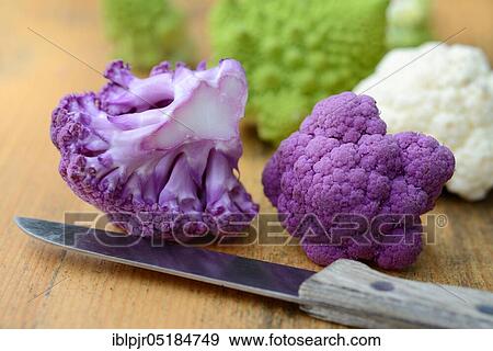 Purple Cauliflower ( Braßica oleracea var. botrytis) with knife View Large Photo Image Stock Photo - Purple Cauliflower ( Braßica oleracea var. botrytis) with knife. Fotosearch