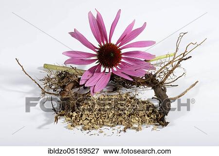 purple cone flower (Echinacea purpurea) View Large Photo Image Stock Photo - purple cone flower (Echinacea purpurea). Fotosearch