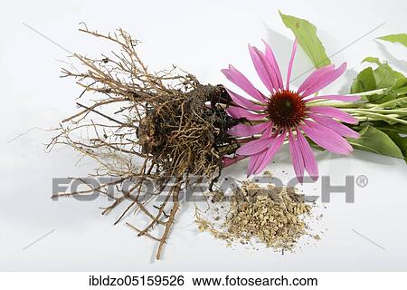 purple cone flower (Echinacea purpurea) View Large Photo Image Stock Photograph - purple cone flower (Echinacea purpurea). Fotosearch