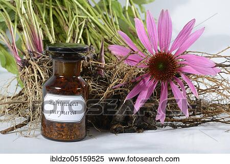 purple cone flower (Echinacea purpurea) View Large Photo Image Stock Photography - purple cone flower (Echinacea purpurea). Fotosearch