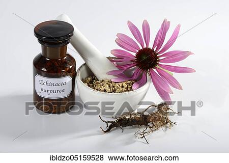 Purple Cone flower r View Large Photo Image Stock Photo - Purple Cone flower r. Fotosearch