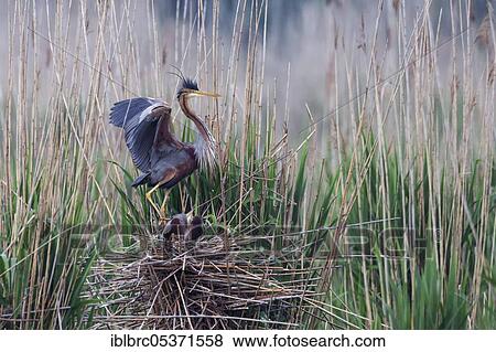 Purple heron (Ardea purpurea), nest, Germany, Europe View Large Photo Image Stock Photo - Purple heron (Ardea purpurea), nest, Germany, Europe. Fotosearch