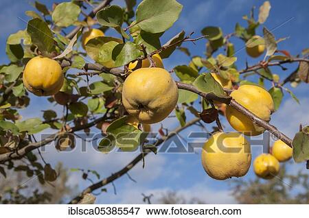Stock Photo - Quince (Cydonia oblonga), Baden-Wuerttemberg, Germany, Europe. Fotosearch
