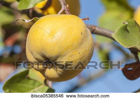 Quince (Cydonia oblonga), Baden-Wuerttemberg, Germany, Europe View Large Photo Image Stock Photograph - Quince (Cydonia oblonga), Baden-Wuerttemberg, Germany, Europe. Fotosearch