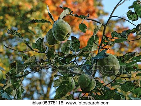 Quinces (Cydonia oblonga), unripe fruits, Germany, Europe View Large Photo Image Stock Photograph - Quinces (Cydonia oblonga), unripe fruits, Germany, Europe. Fotosearch
