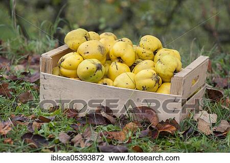 Stock Image - Quinces (Cydonia oblonga), Öhringen, Hohenloher Land, Baden-Württemberg, Heilbronn-Franconia, Germany, Europe. Fotosearch