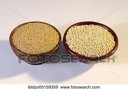 Quinoa (Amaranthus) and amaranth, Inca rice, rice message, Inca grain, rice spinach, Quinoa (Chenopodium quinoa), Perureis, comparison View Large Photo Image Stock Photo - Quinoa (Amaranthus) and amaranth, Inca rice, rice message, Inca grain, rice spinach, Quinoa (Chenopodium quinoa), Perureis, comparison. Fotosearch