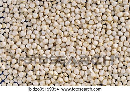 Quinoa, Inca rice, rice report, Inca grain, rice spinach, Quinoa (Chenopodium quinoa), Perureis View Large Photo Image Picture - Quinoa, Inca rice, rice report, Inca grain, rice spinach, Quinoa (Chenopodium quinoa), Perureis. Fotosearch