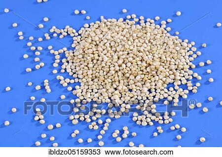 Quinoa, Inca rice, rice report, Inca grain, rice spinach, Quinoa (Chenopodium quinoa), Perureis View Large Photo Image Stock Image - Quinoa, Inca rice, rice report, Inca grain, rice spinach, Quinoa (Chenopodium quinoa), Perureis. Fotosearch