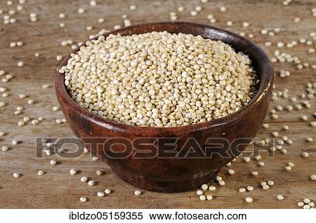 Quinoa, Inca rice, rice report, Inca grain, rice spinach, Quinoa (Chenopodium quinoa), Perureis View Large Photo Image Stock Photography - Quinoa, Inca rice, rice report, Inca grain, rice spinach, Quinoa (Chenopodium quinoa), Perureis. Fotosearch