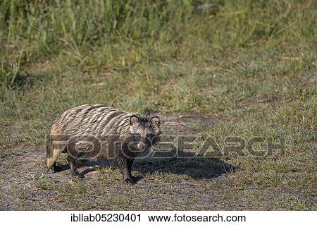 Stock Image - Raccoon dog (Nyctereutes procyonoides), Lusatia, Saxony, Germany, Europe. Fotosearch