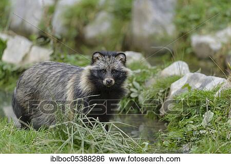 Raccoon dog (Nyctereutes procyonoides), Germany, Europe View Large Photo Image Stock Photograph - Raccoon dog (Nyctereutes procyonoides), Germany, Europe. Fotosearch