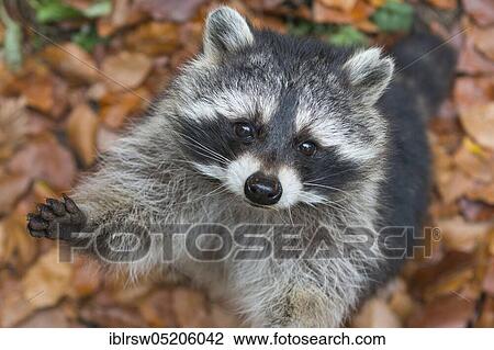 Raccoon (Procyon lotor) Saxony-Anhalt, Germany, Europe View Large Photo Image Stock Image - Raccoon (Procyon lotor) Saxony-Anhalt, Germany, Europe. Fotosearch