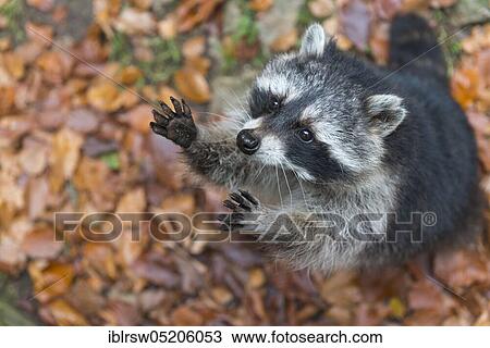 Stock Image - Raccoon (Procyon lotor) Saxony-Anhalt, Germany, Europe. Fotosearch