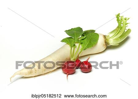 Radish and Red Radish (Raphanus sativus var. sativus) (Raphanus sativus) View Large Photo Image Stock Image - Radish and Red Radish (Raphanus sativus var. sativus) (Raphanus sativus). Fotosearch